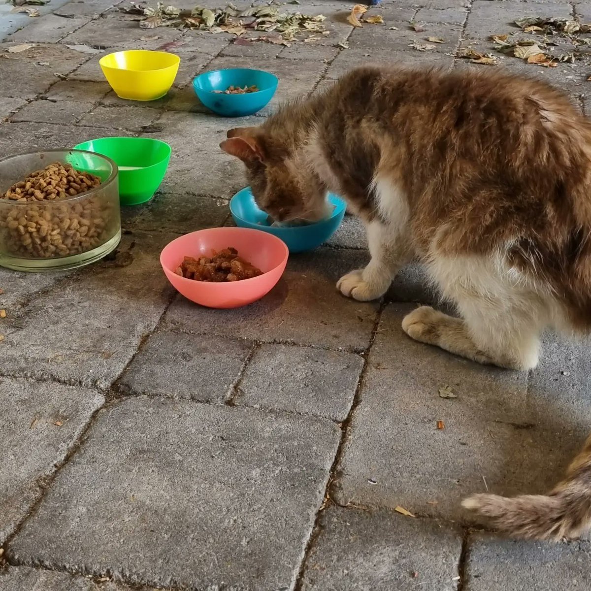 I'm thrilled to death! I just received the news that I've been awarded two Catelin stars by the International Stray Cat Association for what the jury said