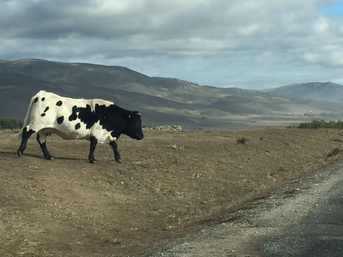 Wallander_Kurt's tweet photo. #28de52 en el proyecto de @mongeleon con el tema #animalesdegranja en la sierra de #gredos en #SanMartinDeLaVegaDelAlberche https://t.co/38yOFmc2ml