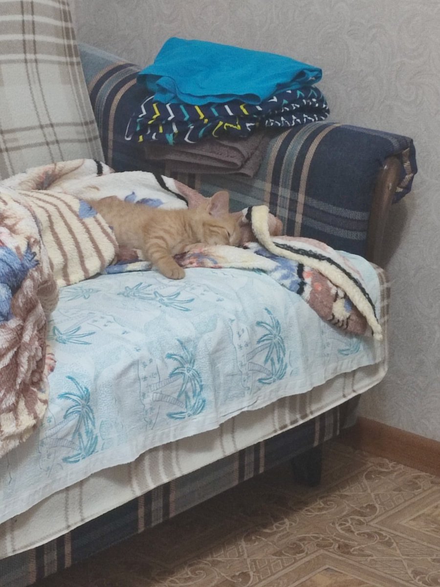 __KQueen_'s tweet photo. Зову котёнка из деревни неиронично Тарталëнок https://t.co/QytmvVqVmM