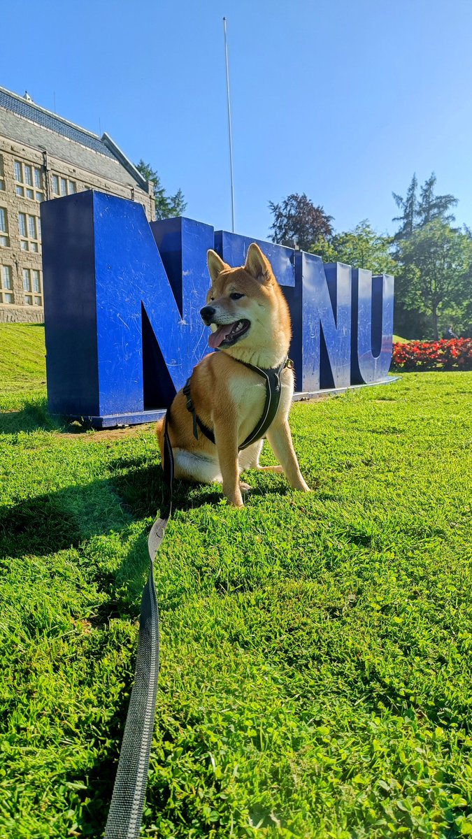 Christiana Bjorkli, PhD (@theinsideoutof1) on Twitter photo Eager to hear back about his application to the Good Boy Dog School 🐶 #doge #University Eager to hear back about his application to the Good Boy Dog School 🐶 #doge #University