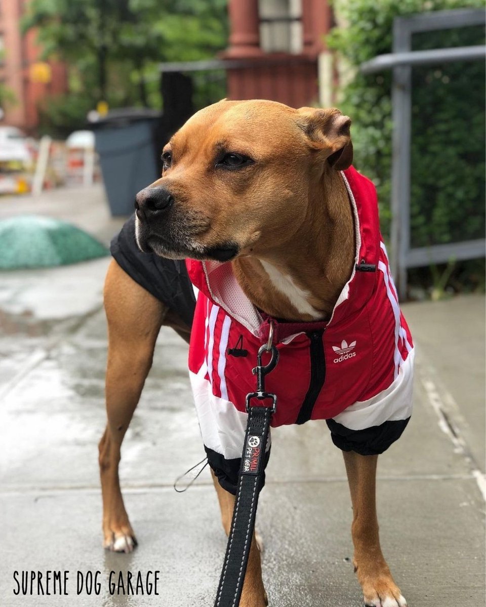 SDGShop's tweet photo. Staying dry and warm in my new jacket! 👍⁠
🐶 @datdogdempsey

Follow @SDGShop 💥

Get your Adidas dog windbreaker jacket here 👉 https://t.co/JwJESkj7tU

#supremedoggarage #adidas #adidasdog #adidasdogjacket #dogjacket #dogjackets #dogwindbreaker #dograincoat #dogclothes #dog https://t.co/htIHJFdhB1