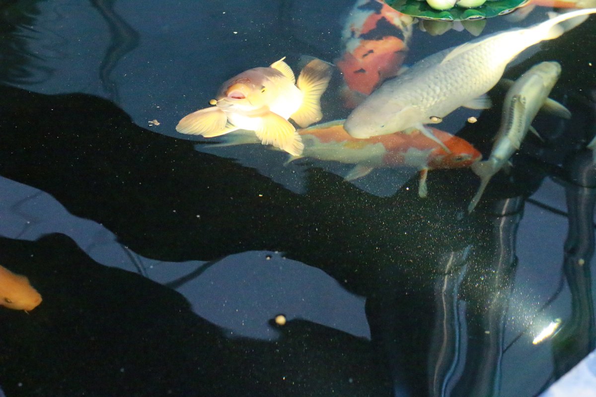 lightideas_'s tweet photo. Even our Bewdley Office carp are shocked at the high quality of our very own Pond Lights! They are shown off beautifully here.

Link to our website here: https://t.co/4sQCwGeOar 

#pond #photography #koicarp #outdoorlighting #pondlighting #gardenlighting #LED #WorcestershireHour https://t.co/rx9WOmOZYN