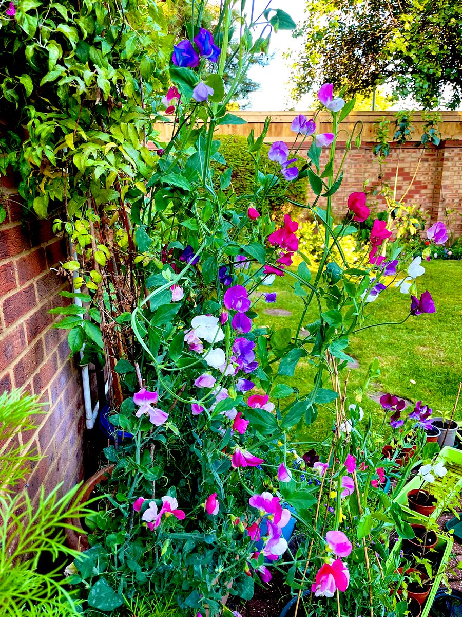 Alicegardening's tweet photo. Hours of looking after my sweet peas in January and February after I planted them last autumn following the advice of @TheMontyDon and @GWandShows has finally paid off!
#myfirstgarden #gardenersworld #sweetpea https://t.co/tvVT6uSAHJ