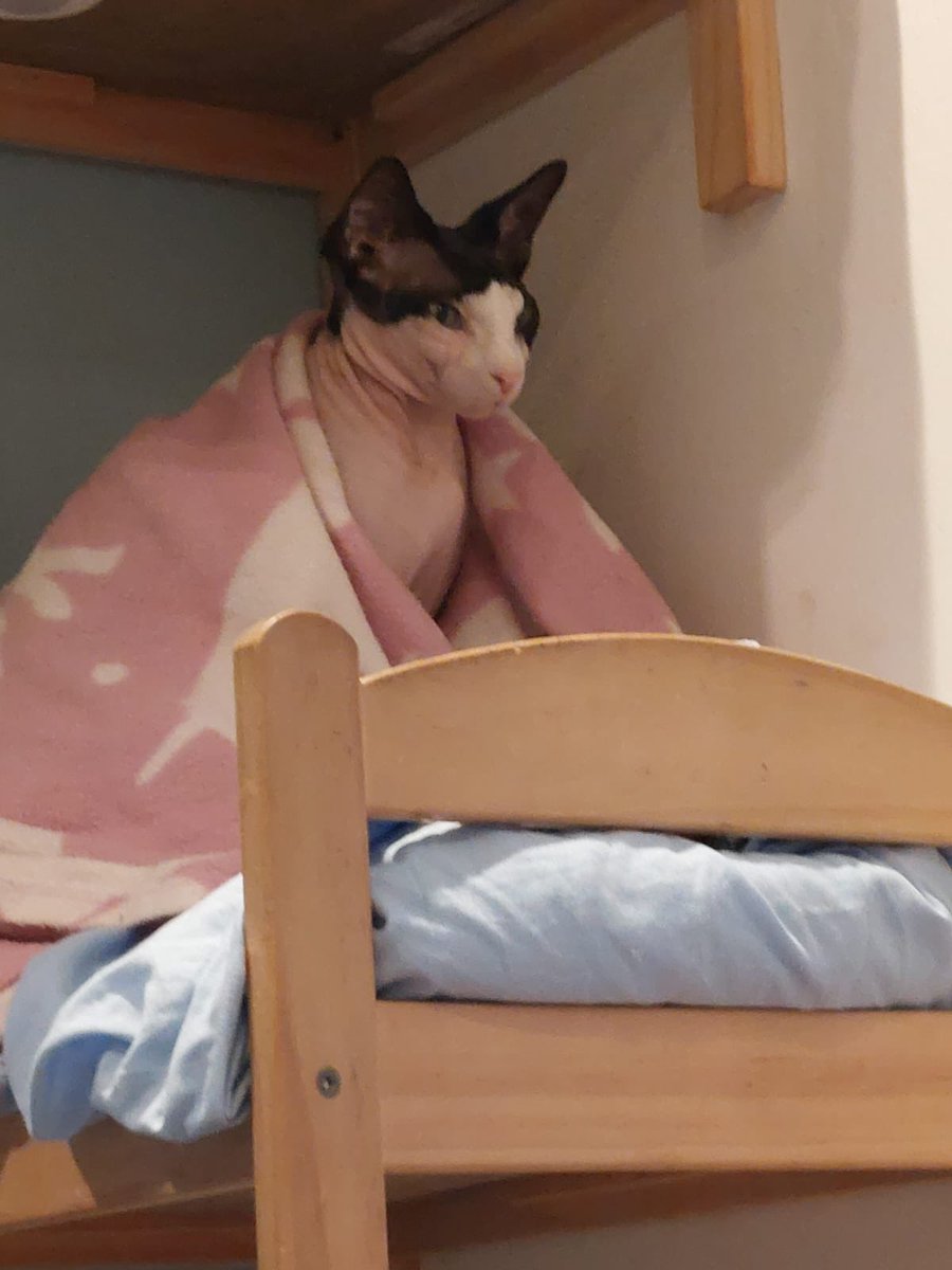 Mars & Echelon (@cat_marsechelon) on Twitter photo <a href="/maisondemoggy/">Maison de Moggy</a> had a lovely visit to the cafe today with my nephew. Elodie was his favourite. Look forward to coming back on a cooler day. <a href="/maisondemoggy/">Maison de Moggy</a> had a lovely visit to the cafe today with my nephew. Elodie was his favourite. Look forward to coming back on a cooler day.
