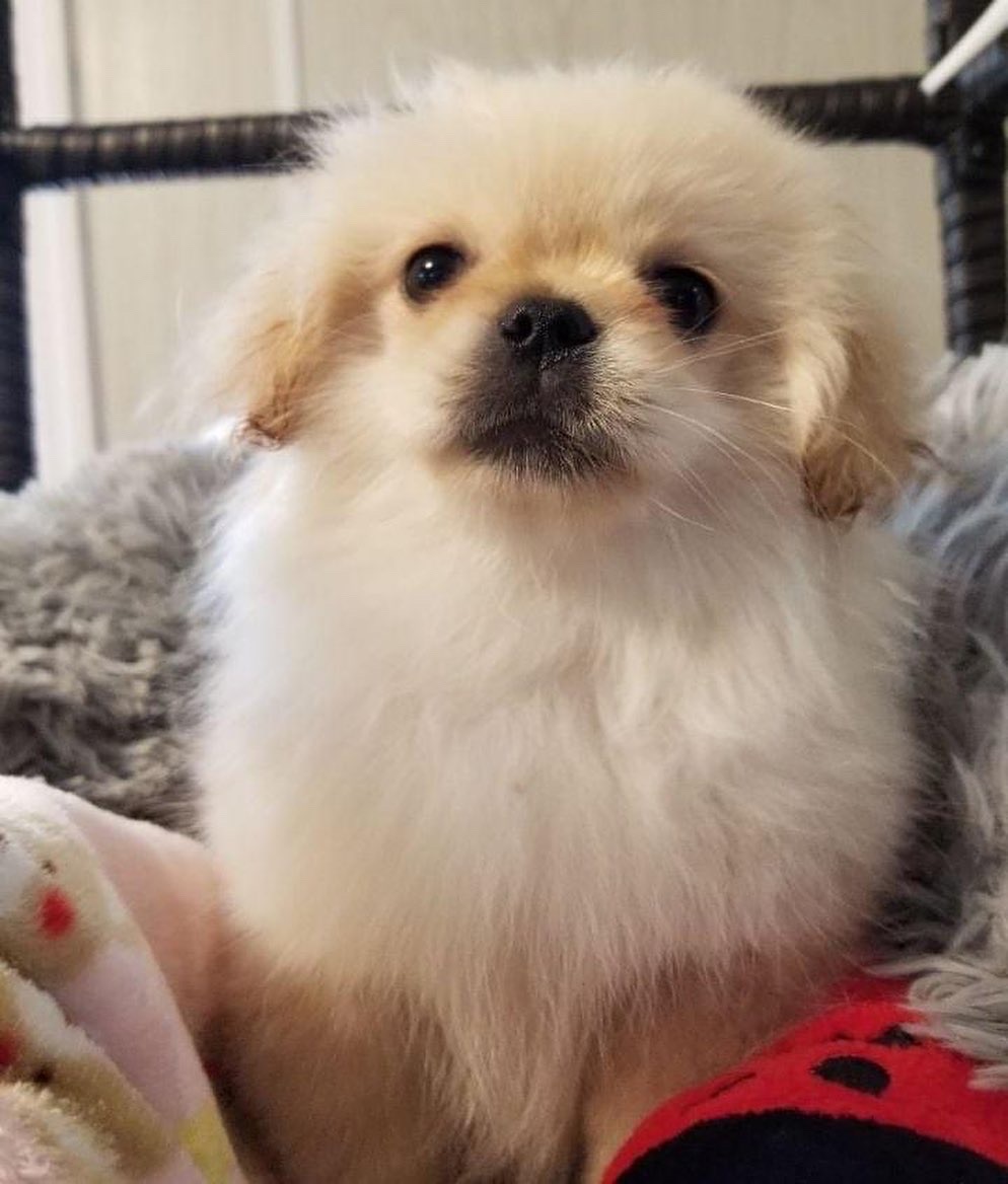 lanaenchanted's tweet photo. @Chewy My rescue #pekingese puppy Calliope! #PetsBringUsTogether #AdoptDontShop https://t.co/ngIu0ADFSR