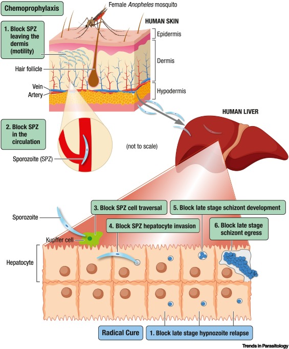 hepaticcellnews's tweet image. 📢 New #review in @TrendsParasitol!

Dr. Alison Roth and colleagues at @USouthFlorida, @NIAIDNews, and @GSK discuss the progression of in vitro #LiverModels developed for human #Plasmodium species parasites. 🦠

Read it here: bit.ly/3O3pmsF
