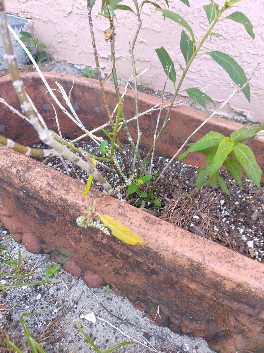 attorneygrant's tweet photo. Some Monarch Caterpillars having lunch in the backyard. https://t.co/OAbDAMoQxu