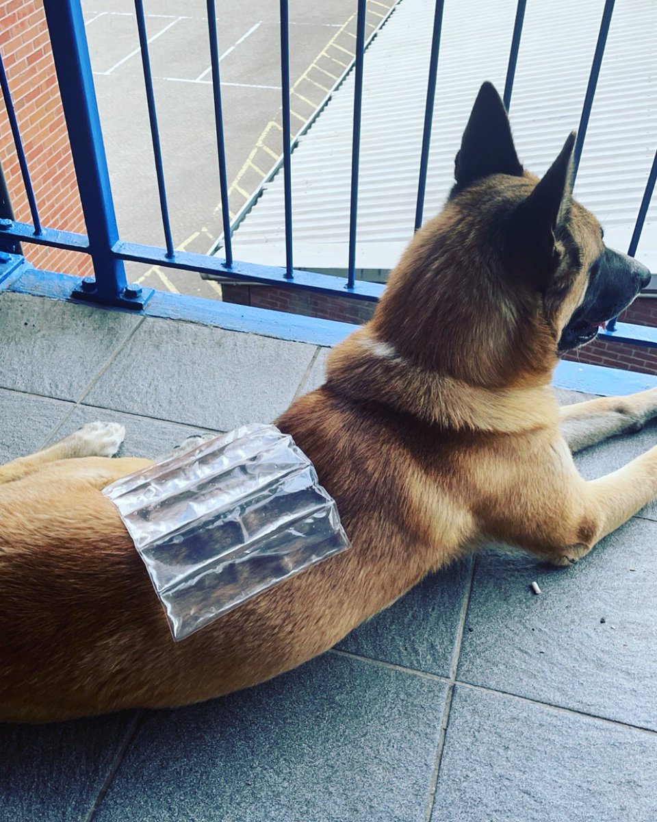 Flutterbee79's tweet photo. #doghack . Cooling my boy down with the ice packs that @Morrisons send with their frozen food delivery . Winning 🙌🏻 #KeepYourDogsCool #DogMum #heatwaveuk https://t.co/HygPL2HTXE