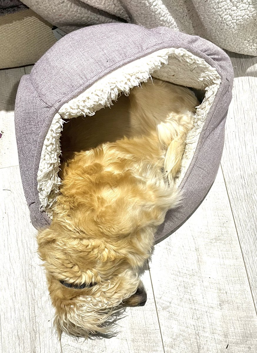 HuxandRosa's tweet photo. #melting … #hotdog #dali #itsabithot … https://t.co/hcqIBxOSZj