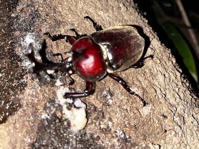 今年も湧いたっ 
