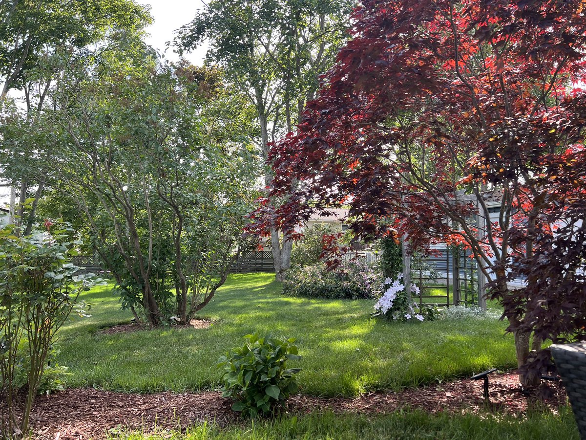shonapm's tweet photo. That moment when you realize that right here right now is all you need….except for food. I could use some food. #backyardspace #retirement #summervibe #hoveoffinNL #backyard #needtoeat #newfoundland #StJohnsSummer #comehomeyear #stayhomeyear https://t.co/9ikjuPYIe2