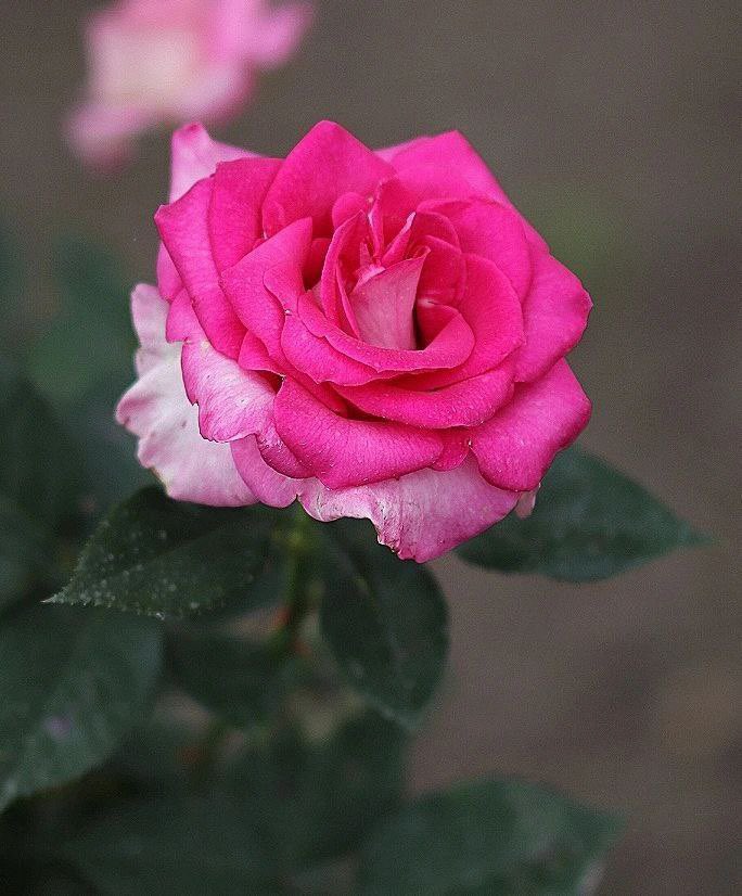 bereky4321's tweet photo. @Shemooothman من أخفى عن الناسِ - همّه - متوكلاً على الله كفاهُ الله ما أهمّهُ و أرضاه.

الرافعي https://t.co/IaRbhHomik