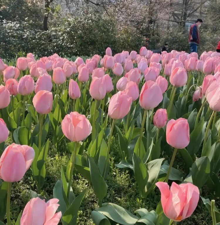 ‏ْ (@piinkifairy) on Twitter photo 