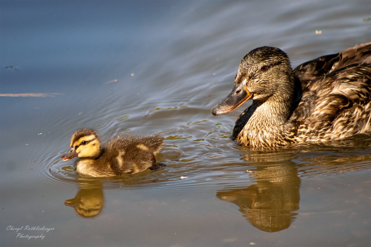 CherylRPhoto's tweet photo. Bring your floaties 🐤
~~
#idlewild #babyanimals #ducks #ducklings #wildlifephotographer #birdwatchingphotography #cute #aww #cuteanimals #adorable #family #nature #naturephotography #nature #reno #waterphotography #proudmomma https://t.co/XuzzZSyTPh