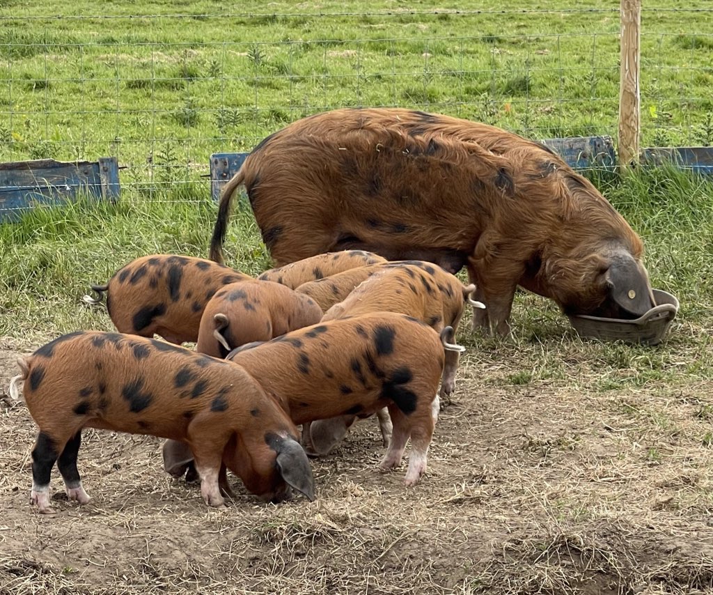Highland Beef & Rare Breed Pork (@thedoodales) on Twitter photo Our #rarebreed pork will be available <a href="/FoodCircleYork/">Food Circle York CIC</a> this Saturday 12 to 1pm. See us at Tang Hall community centre. #gonative and support us keeping the Oxford Sandy and Black breed of pig to survive. All our pigs are fed organically and we focus on high welfare. Our #rarebreed pork will be available <a href="/FoodCircleYork/">Food Circle York CIC</a> this Saturday 12 to 1pm. See us at Tang Hall community centre. #gonative and support us keeping the Oxford Sandy and Black breed of pig to survive. All our pigs are fed organically and we focus on high welfare.