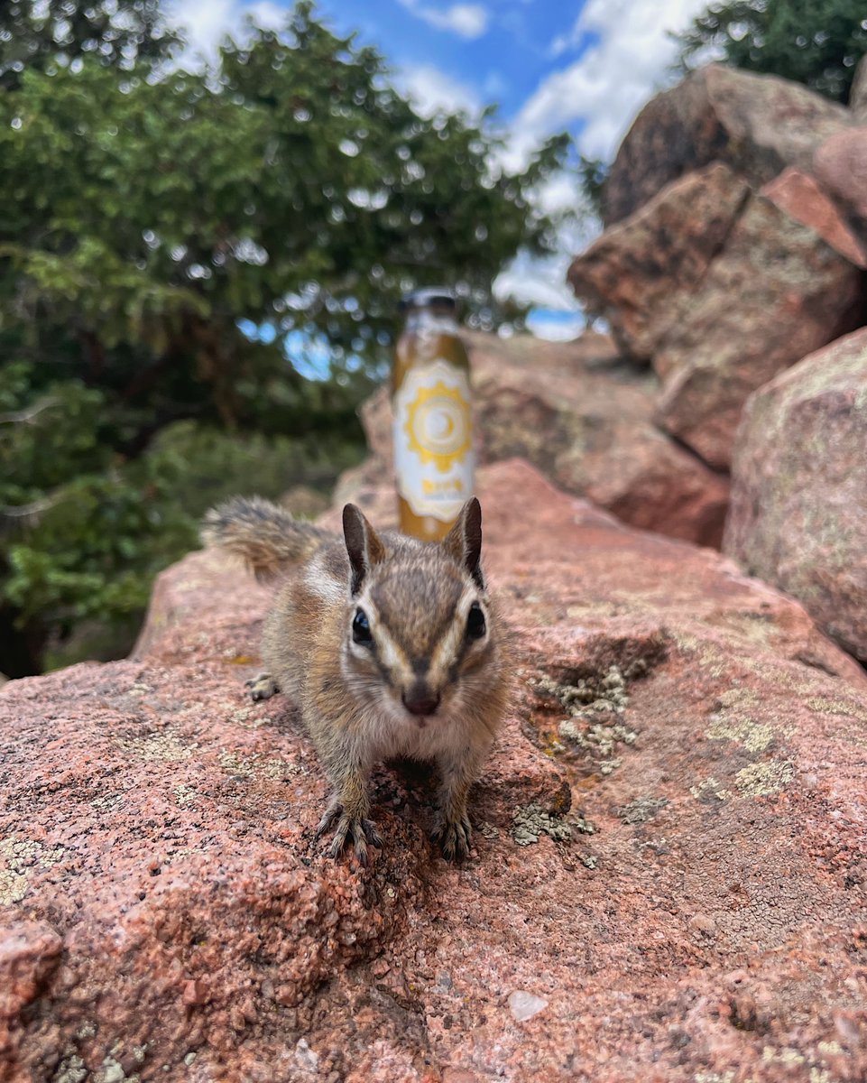 Birk — chipmunk approved ✅🐿

#DrinkBirk #FuelYourDreams