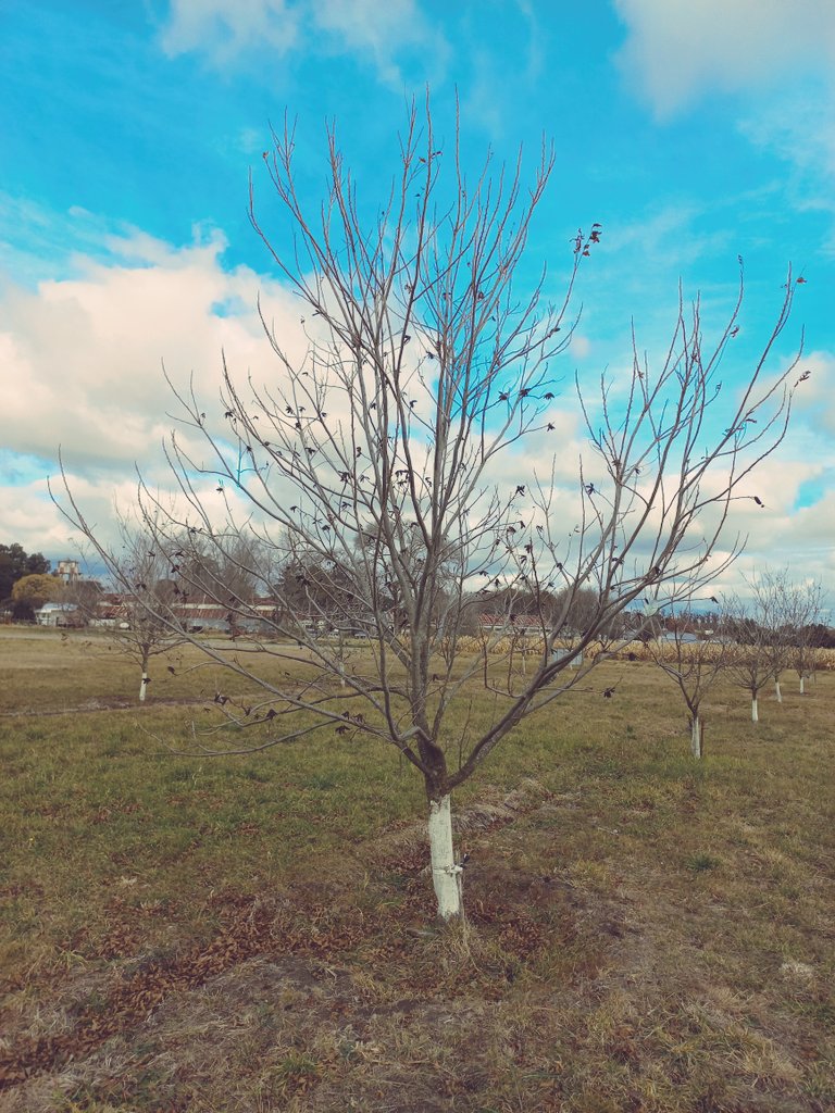 gsebasguelph's tweet photo. Dos estructuras de árbol diferentes, creadas a través del manejo y marco de plantación. La de la izquierda sin eje líder definido y de porte más bajo. La de la derecha, porte más alto, con eje líder, adaptable a sistema silvopastoril. #pecan #nogales #nuts #pecantree https://t.co/6s9LiQowrd