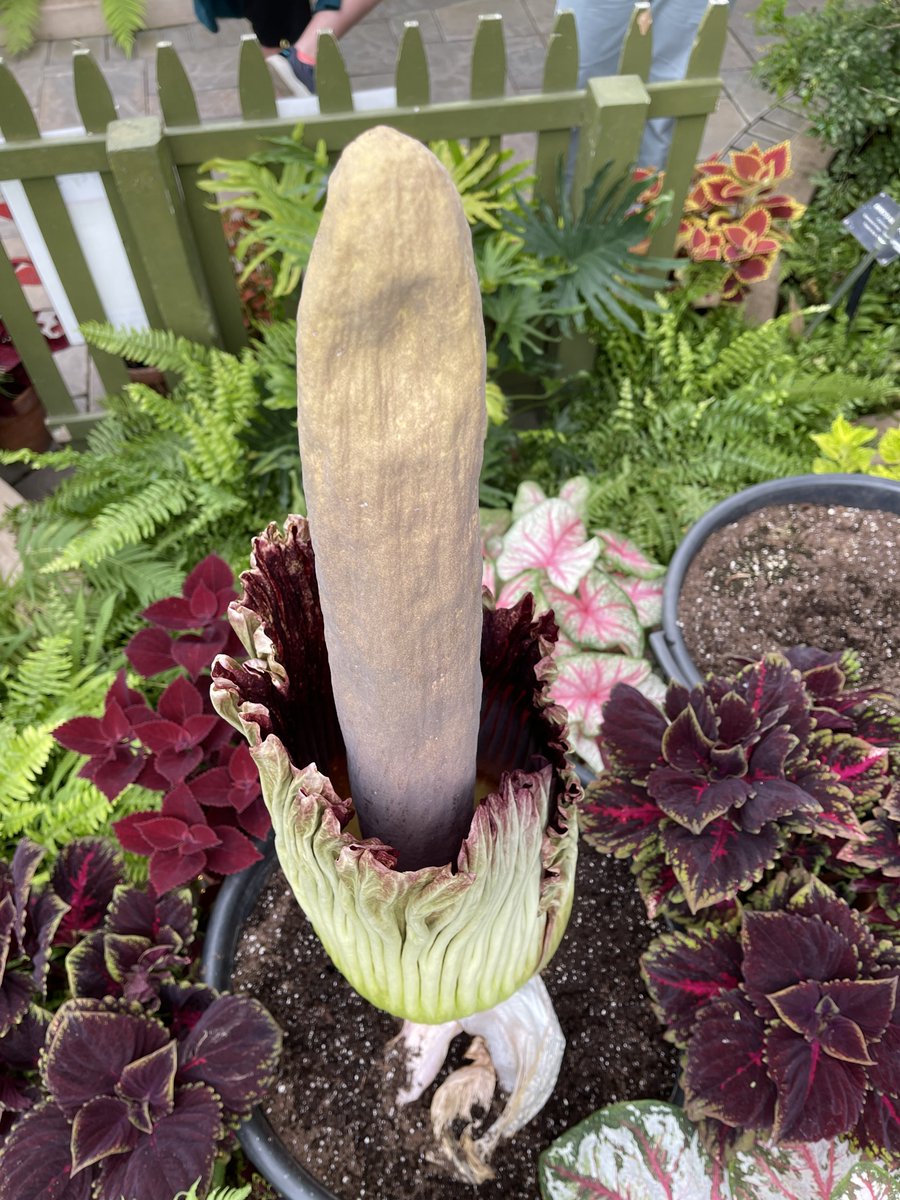 Mortystinks's tweet photo. BLOOM ALERT! Morty Jr. is starting to open... the stench has already arrived. Extended hours until 9pm tonight, 8am-9pm 7/12 and 7/13. You only have about 24-48 hours to smell it-get tickets online! 
Hey @RomeroatPhipps @NYCorpseFlower @CorpseFlower10 @mobotgarden - Check it out! https://t.co/y6fZZq6K0S