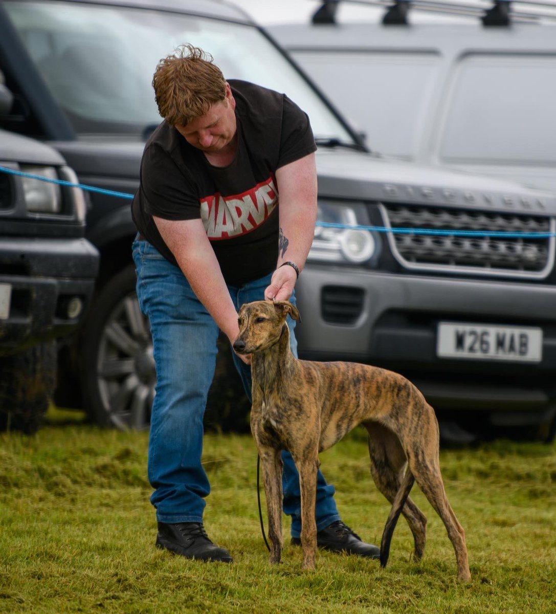lurcherwork's tweet photo. #lurchers #dogshow #brindle #roughcoat #countrylife https://t.co/ndprhzsZcy