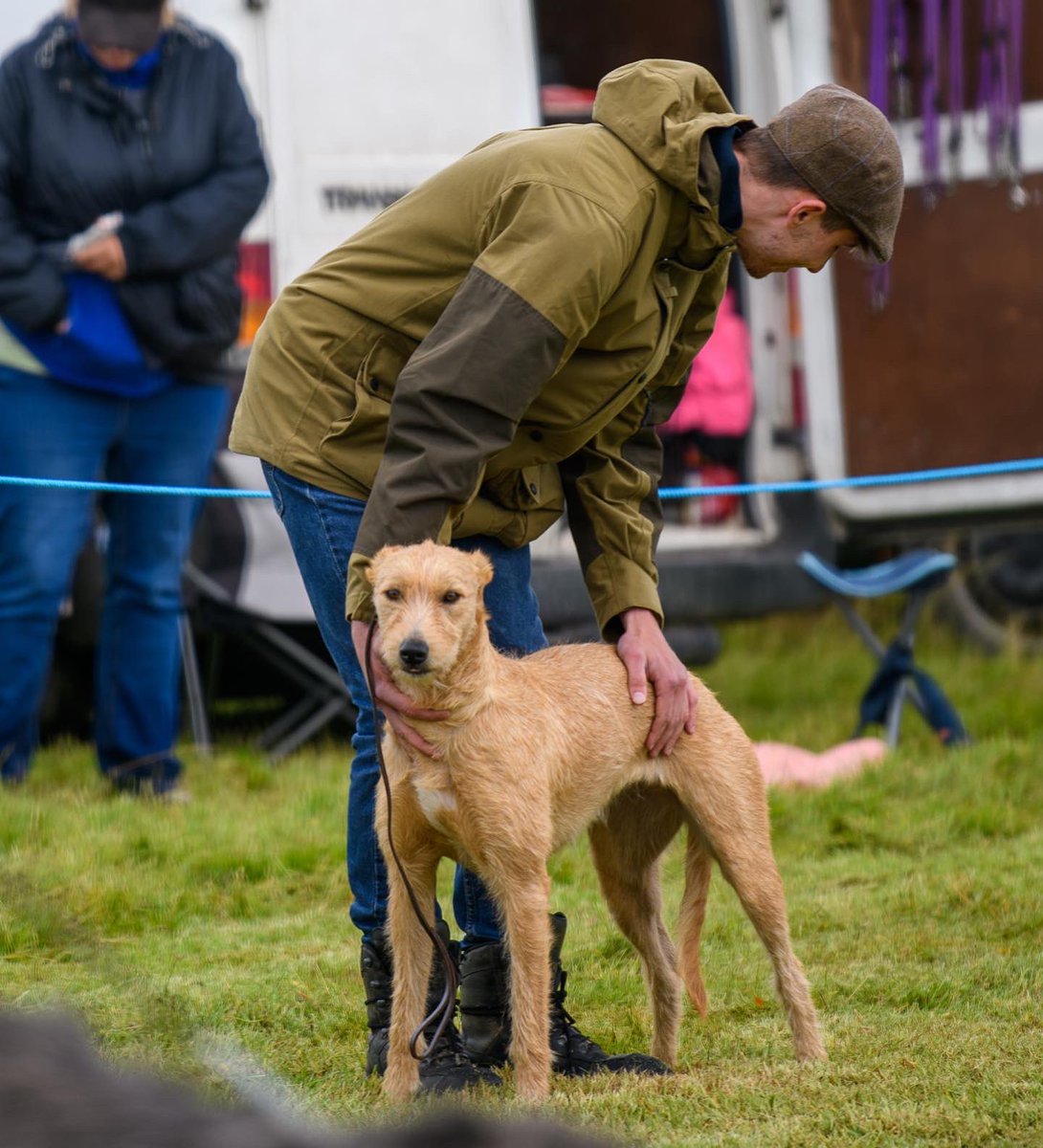 lurcherwork's tweet photo. #lurchers #dogshow #brindle #roughcoat #countrylife https://t.co/ndprhzsZcy