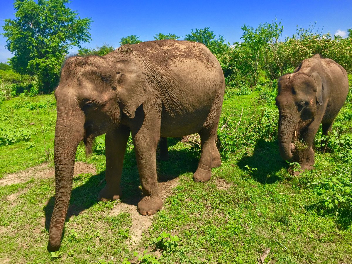 Visiting friends in #SriLanka The gentle giants. #MondayMotivation #Mondayvibes #photography #photographer #elephants #AnimalKingdom