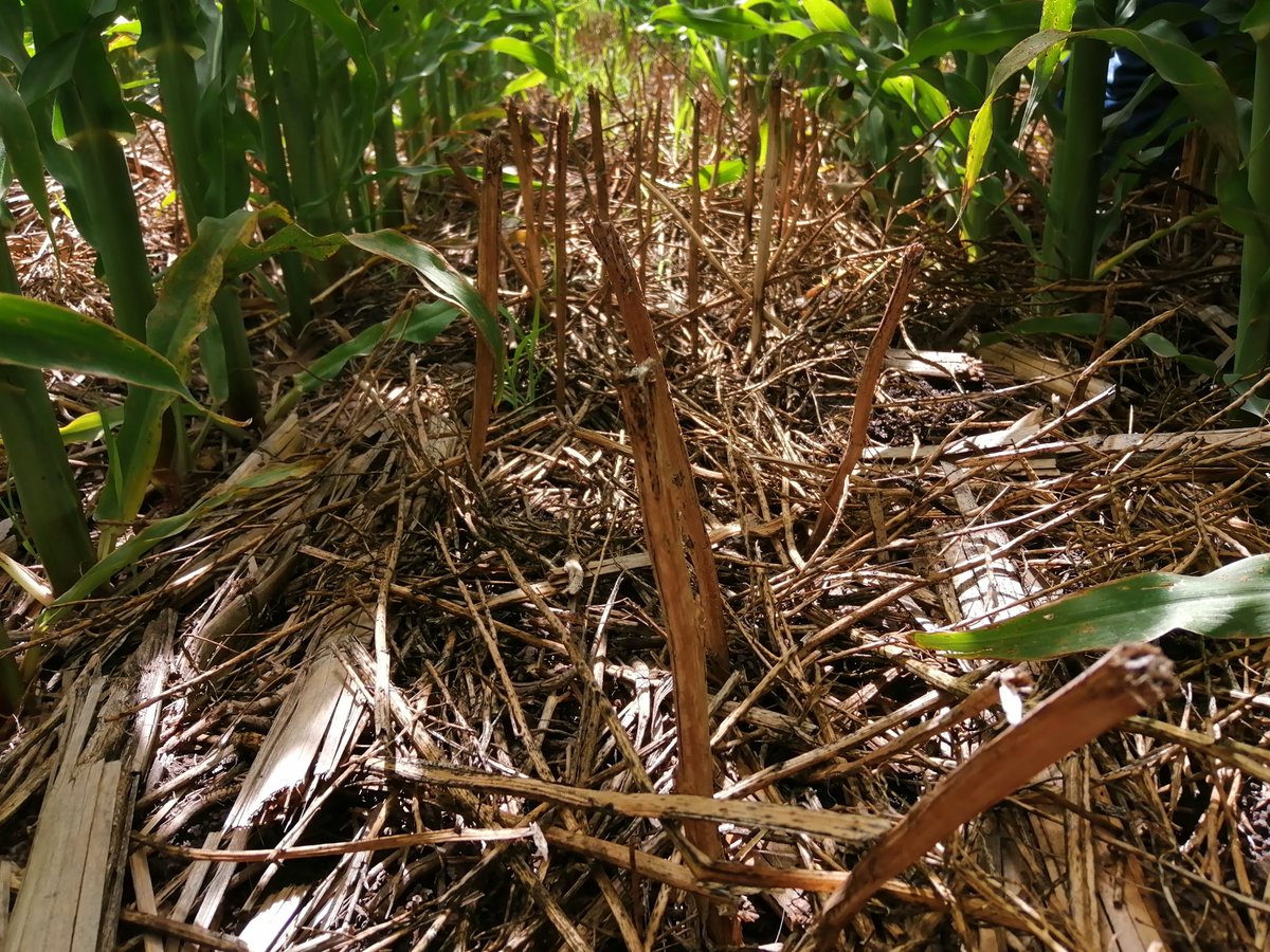 sgfonteyne's tweet photo. Vermicomposta natural producido con agricultura de conservación en el Valle de Mezquital.
La manera mas fácil de mejorar el suelo es hacer lo menos posible. https://t.co/qgMQv8hzhz