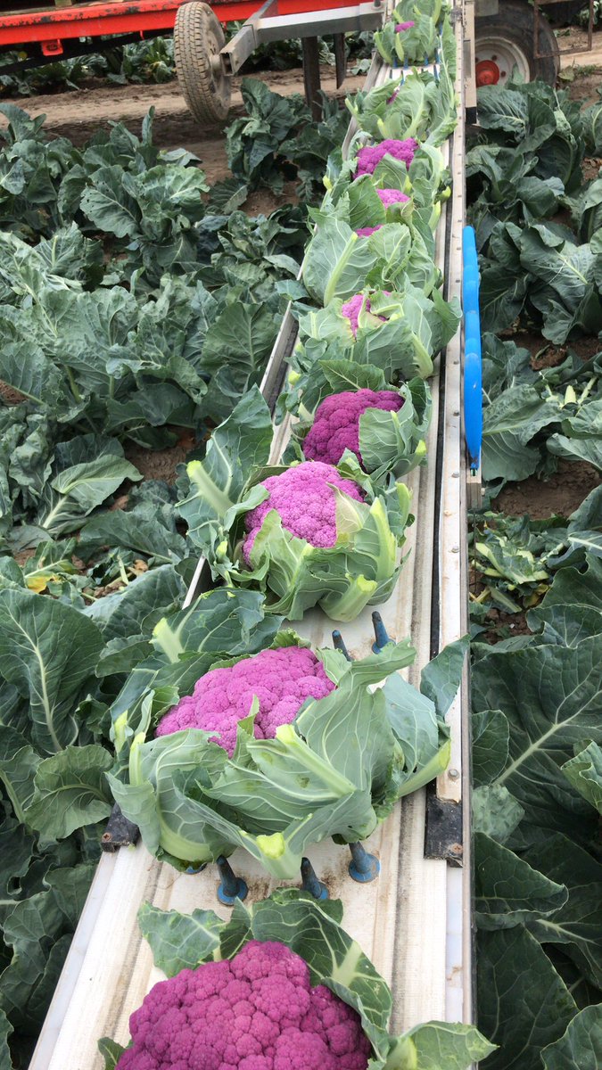 Dagje paarse bloemkool oogsten #bloemkool #Trotsopdeboer