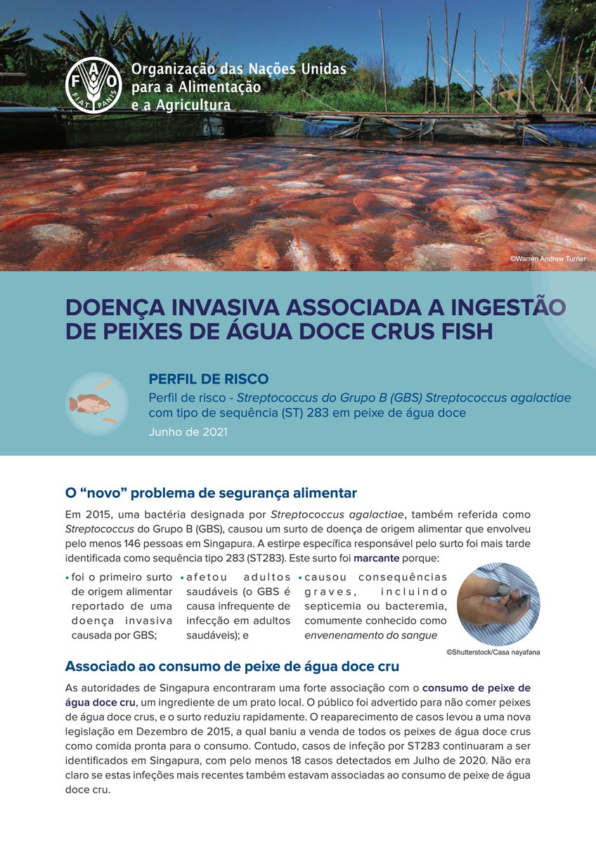 CORPAVET's tweet photo. Risk profile - Group B Streptococcus (GBS) –​ Streptococcus agalactiae sequence type (ST) 283 in freshwater fish
https://t.co/M8zaXLXEfd
4 languages
@PaolaBarato https://t.co/V1LpM27lms