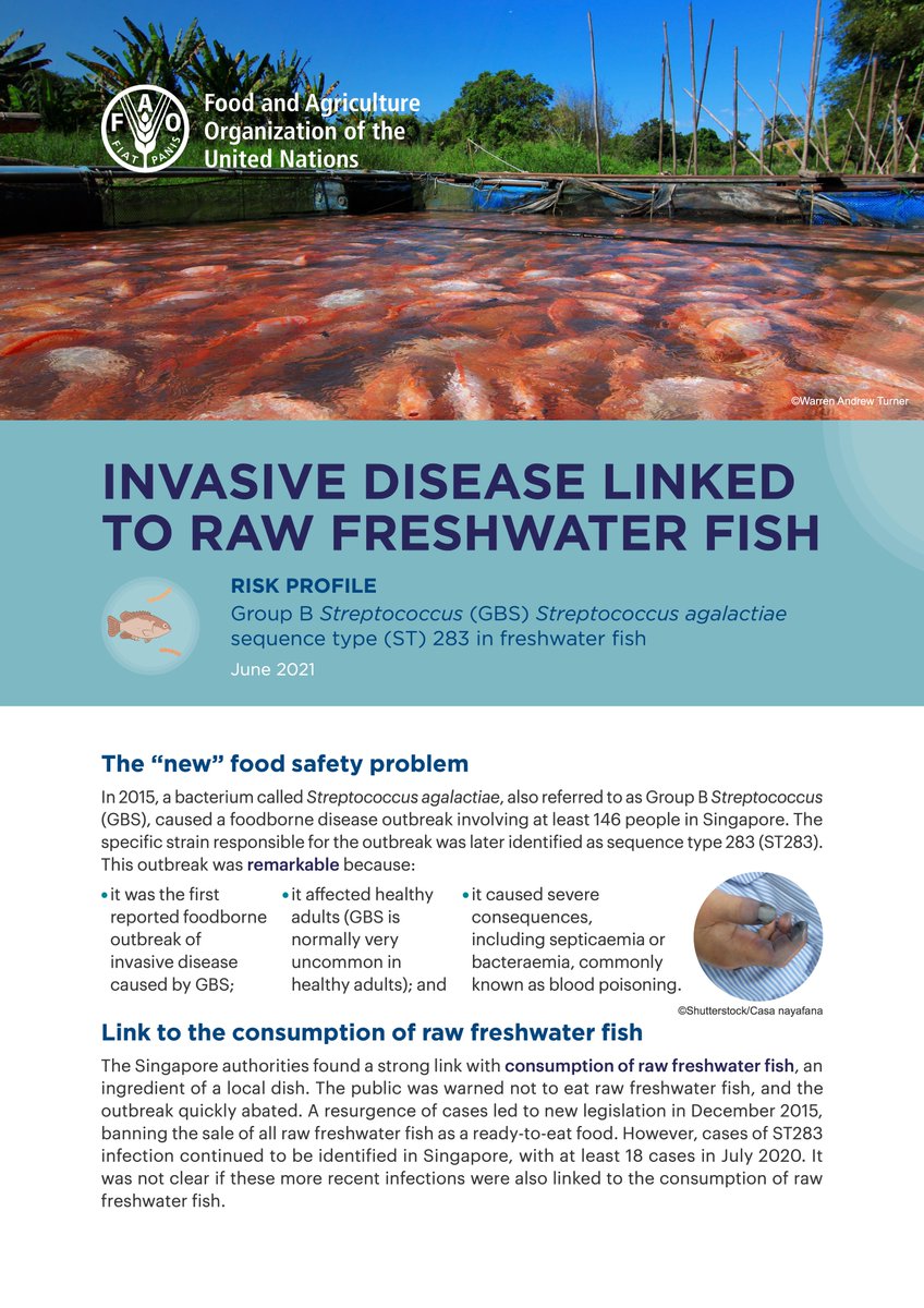 CORPAVET's tweet photo. Risk profile - Group B Streptococcus (GBS) –​ Streptococcus agalactiae sequence type (ST) 283 in freshwater fish
https://t.co/M8zaXLXEfd
4 languages
@PaolaBarato https://t.co/V1LpM27lms