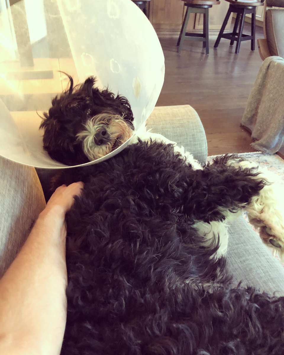 markdthomasvo's tweet photo. Conehead (paw irrigation from a long boarding stay)… poor pooch.
#dogoftheday #coneofshame #porties #fluffy https://t.co/biH1l85XT4