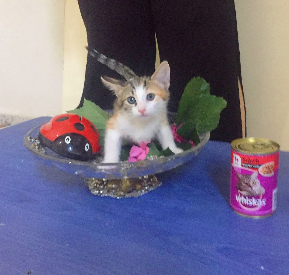SuziOnline_blog's tweet photo. İSTANBUL/Bakırköy
Birisi dişi birisi erkek. İki aylık yavru kedileri ayırmadan sahiplenmek isteyen var mıdır? https://t.co/V2sr2jLyak