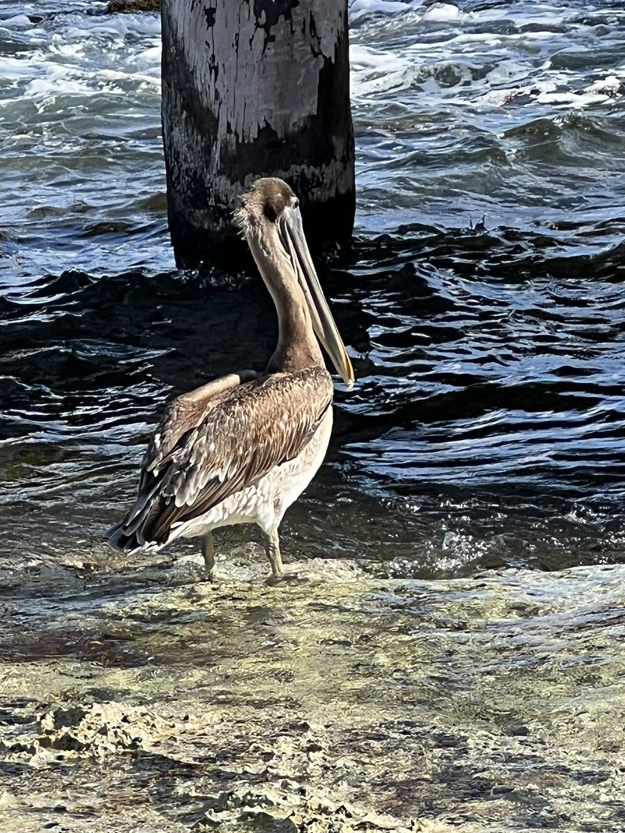 Saw these beauties out in the wild this past week while visiting Cozumel, MX with my husband. Snowy egret and brown pelican