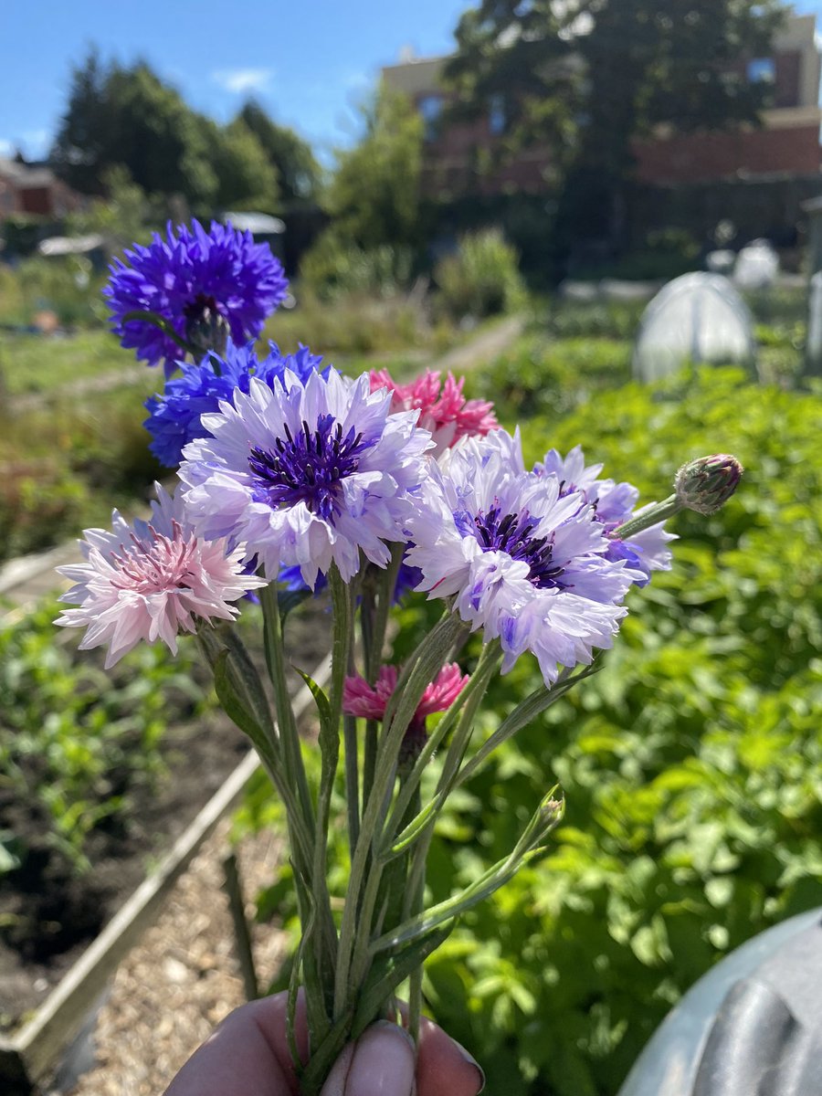 crooks_caroline's tweet image. Hello #GardensHour really pleased with the cornflowers in my wildflower patch on my allotment this week 😊