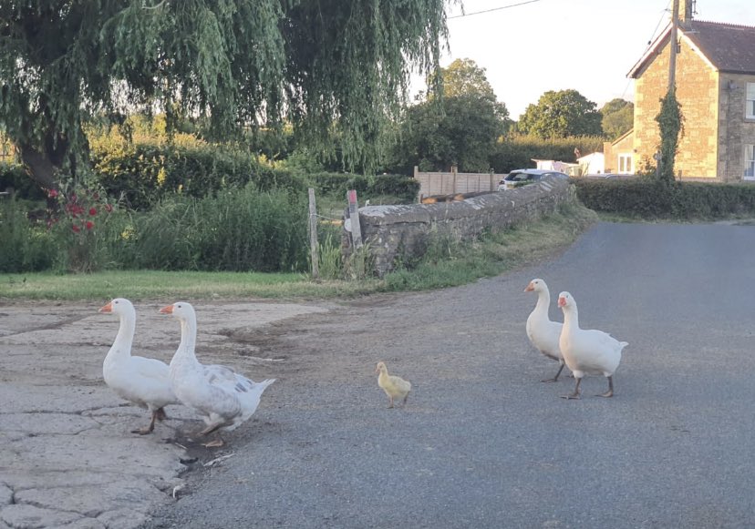 A new addition to the village census 🐤! Traffic calming measure too!!! 😂#vilkagelife #wiltshire #countrylanes #lovewhereyoulive