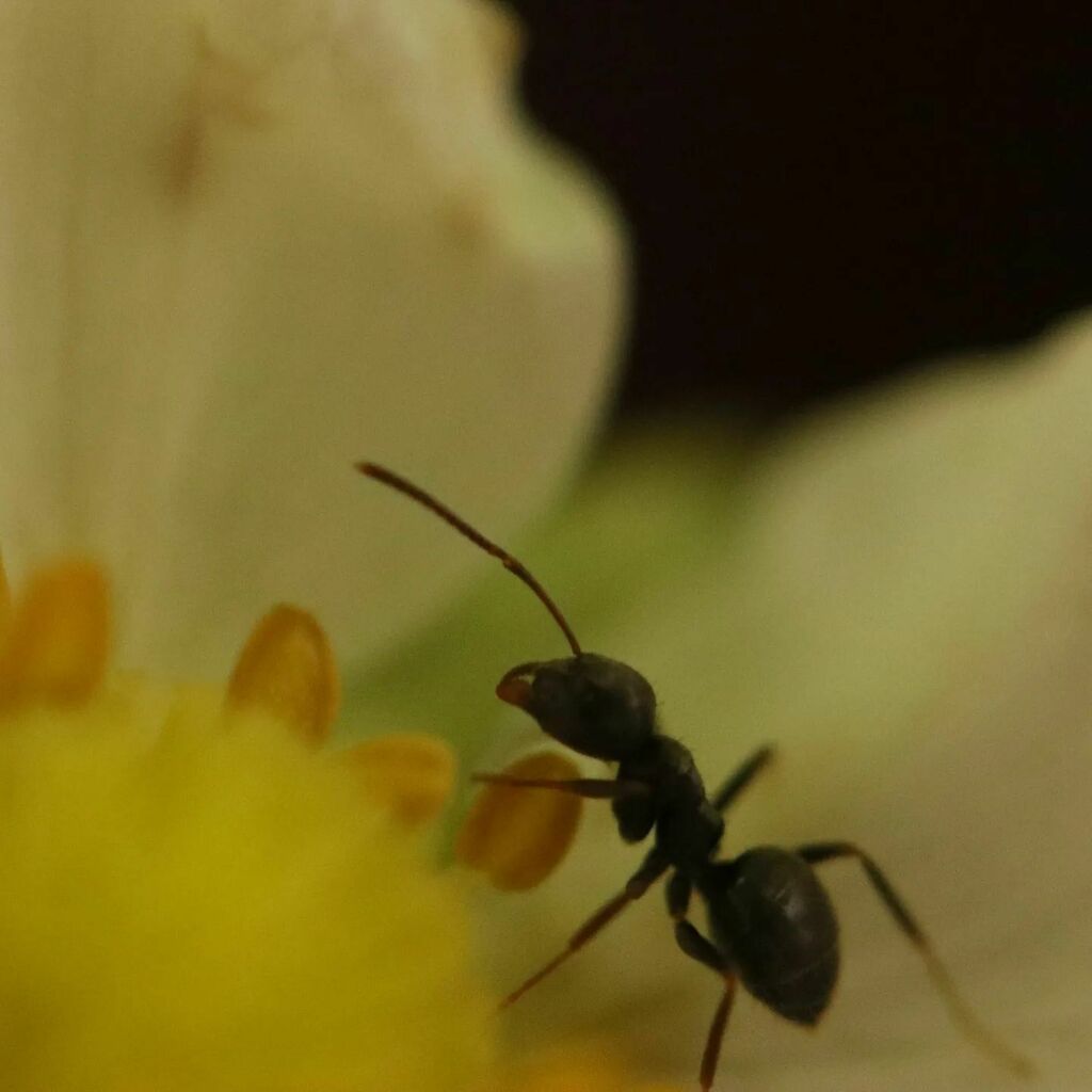 RetroC64's tweet photo. #ant on #strawberry #blossom #urbangardening #photosafari #Dortmund #urbanwildlife #macro #macrophotography #canon100mmmacro #sigmateleconverter2x #eosm6markii #insect https://t.co/B2ZeyFsbds https://t.co/8iLwZJdMMH
