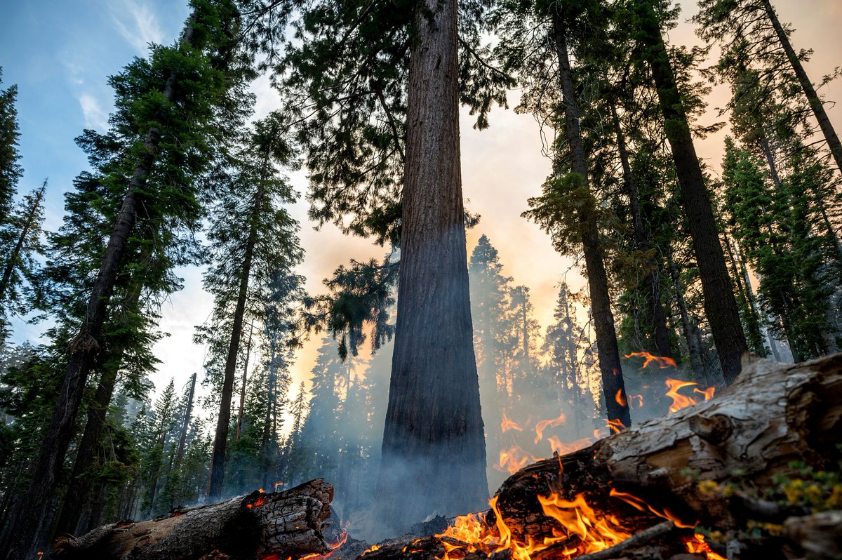 ajplus's tweet photo. A wildfire in Yosemite National Park doubled in size this weekend and threatens 500+ giant sequoias.

The trees adapted to survive fires and can live for millennia, but the climate crisis and drought now make them vulnerable. About 14,000 have been destroyed by fires since 2020. https://t.co/uqsfiR9D9D