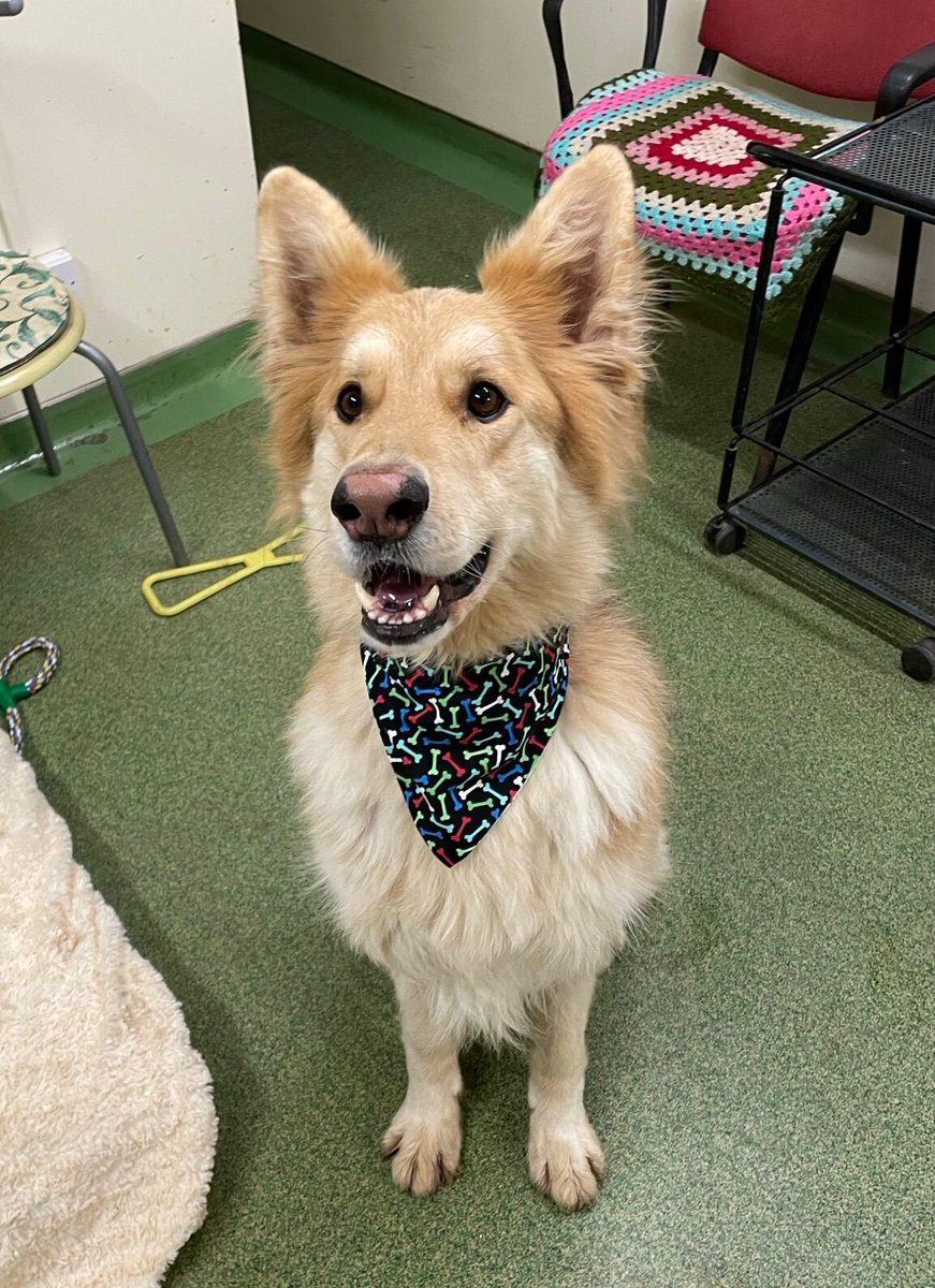 AdoptionsUk's tweet photo. Please retweet to help Sky find a home #LEICESTERSHIRE #UK 
Aged 4, 'terribly stressed in kennels', looking for a committed, experienced, adult home as the only pet.
He really needs retweets to help him find the right home.
DETAILS👇
https://t.co/seCYy5FcBA

Tel 01162599399☎️ https://t.co/Ei1G5BnPAm