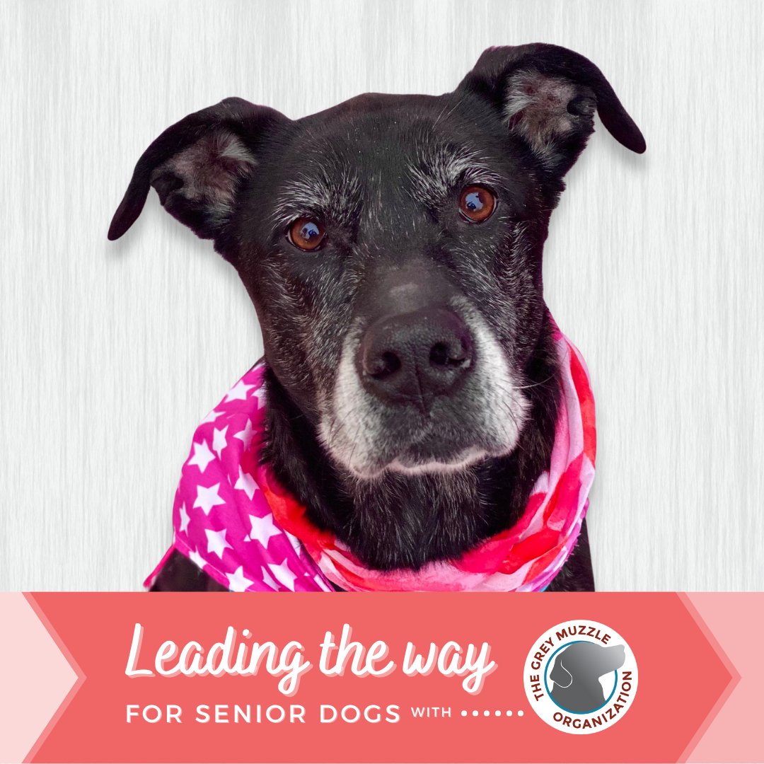 Animal Rescue, Inc. (@AnimalRescueInc) / Twitter Animal Rescue, Inc. (@AnimalRescueInc) / Twitter