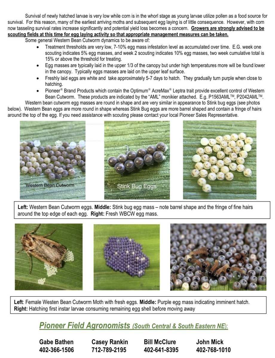 John Mick (@micksterbrau) on Twitter photo Producers in central Nebraska are advised to scout for Western Bean Cutworm at this time. Here is our first report from the pheromone trap network monitored by the Pioneer sales team. <a href="/PetersonInsects/">Julie Peterson</a> @BobWright <a href="/jenreesources/">Jenny (Rees) Brhel</a> Producers in central Nebraska are advised to scout for Western Bean Cutworm at this time. Here is our first report from the pheromone trap network monitored by the Pioneer sales team. <a href="/PetersonInsects/">Julie Peterson</a> @BobWright <a href="/jenreesources/">Jenny (Rees) Brhel</a>