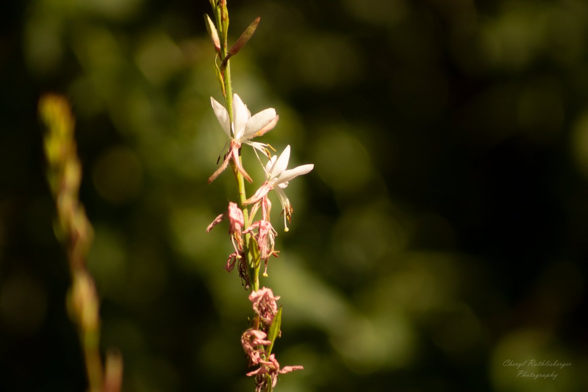 CherylRPhoto's tweet photo. 🌸
~~
#sunnyday #floralflourish #my_daily_flower #macro #macrophotography #flowerphotography #photography #superb_flowers #sunnydays #summervibes #macro_drama #petalperfection #flowersandmacro #macrolove #macrodelight #bestflowerpics #nature #naturephotography #happy #sunny https://t.co/6hT8IphwYt
