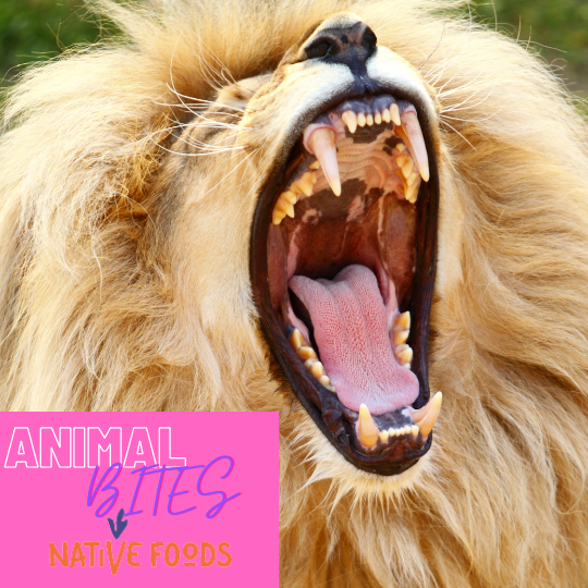 PAnimalAid's tweet photo. Native Foods Cafe is donating to Project V.E.T.S. You can help by eating! This week on Wed, July 13th @NativeFoodsCafe will donate 20%  of revenue to Project V.E.T.S! We need 20 people to RSVP for Native Foods to donate. Click the link below!
https://t.co/JqL0p8tfQh https://t.co/XQtXhCK3RD