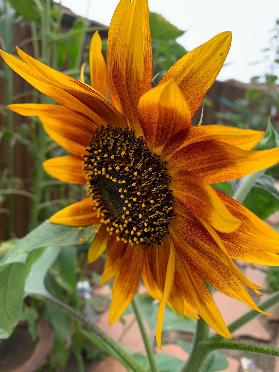 rissiekins's tweet photo. A backyard bloom for you.🌻

#sunflower #backyardbloom https://t.co/Oywu2e92ef
