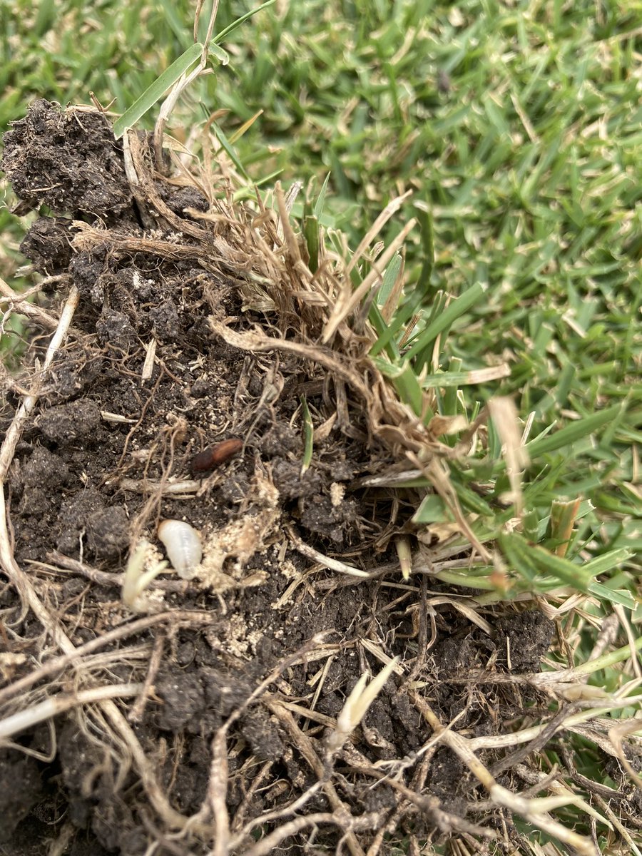 Prime time for billbug damage in Meyer zoysiagrass. Lots of large larvae, pupae and even some callow adults. But, most of them in our plots are bluegrass billbugs! Revenge treatments aren’t a great of option. extension.entm.purdue.edu/publications/E…