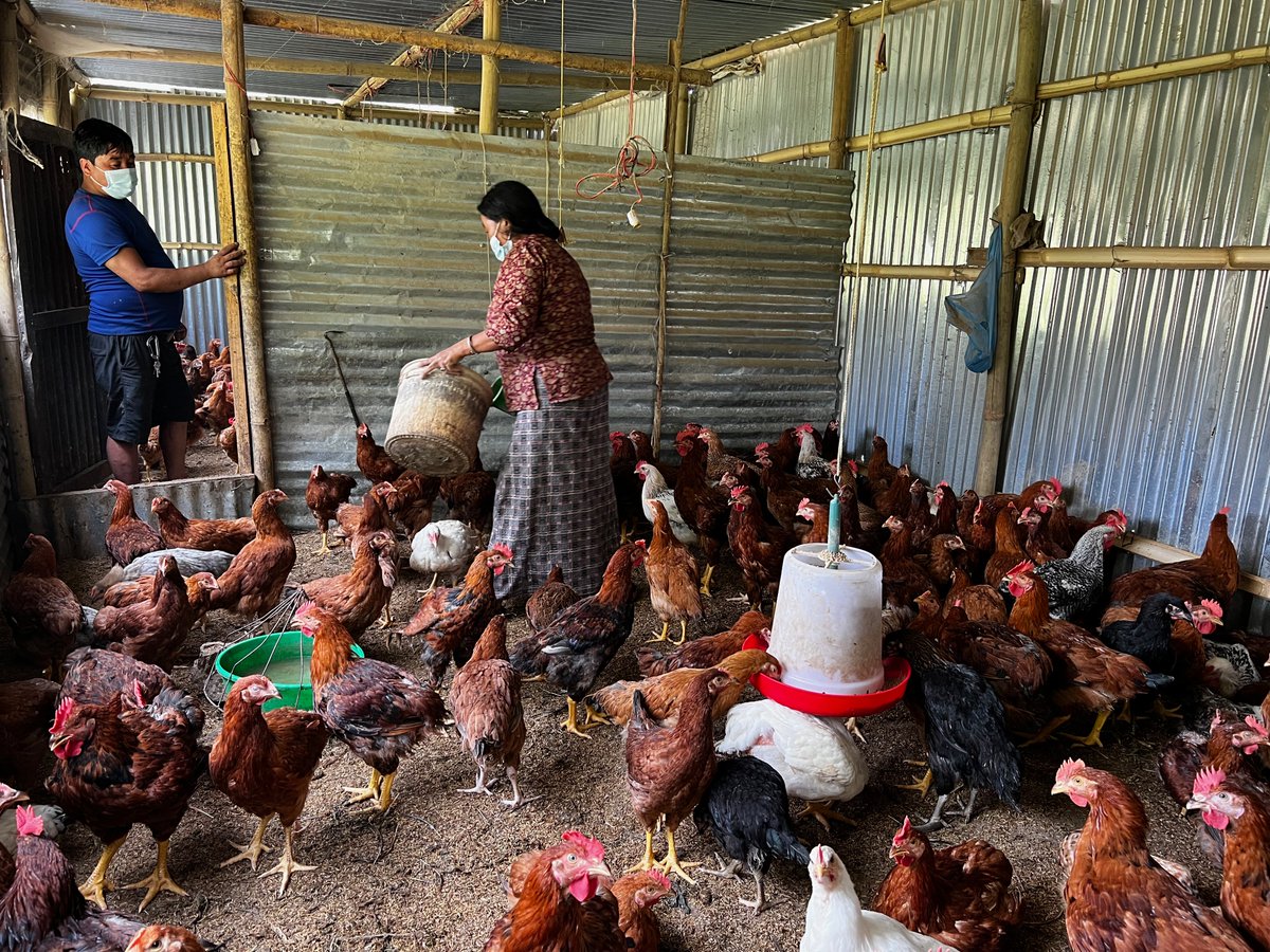 thejuniperfund's tweet photo. On our recent trip to #Nepal, we were able to visit Prema Bhote &amp; her chicken farm. We recently supported Prema in her interest to expand &amp; improve her business and provided her with a  grant to build a new and larger shelter.  We are honored to have a small part in the success! https://t.co/bioePQh565