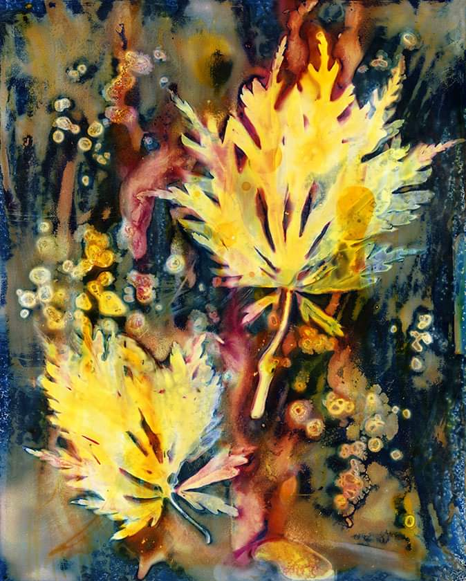 ArtsDarke's tweet photo. Cyanolumen with Solarfast on Fuji paper. Acer Leaves. #Cyanolumen #cyanotype #lumen #Solarfast #cameraless #alternativephotoprocess #analogue #botanical #nature https://t.co/PRtNtMY785