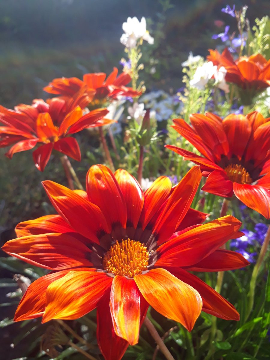 WhereizdazShaw's tweet photo. @GardensHour These gazanias sum up the weather for me https://t.co/12w79kHnAE