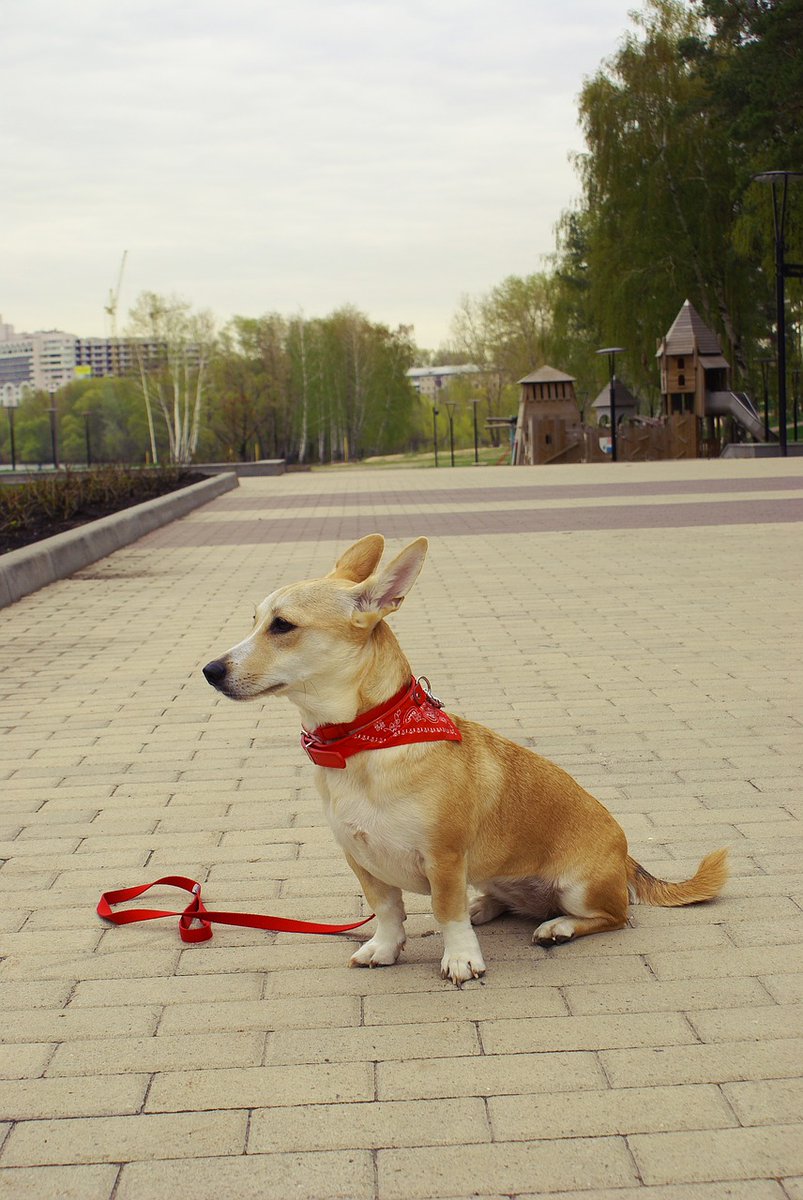 TheTucsonDogMag's tweet photo. Our Summer Safety Tips for Dogs written by ace trainer Jeremy Brown @CompleteCanine is a must read! Go to the link in our bio to click on the article. While you're there, subscribe to get each edition delivered directly to your inbox for FREE! #summersafety #dogsafety #tucsondogs https://t.co/8gA3uy8Jwc