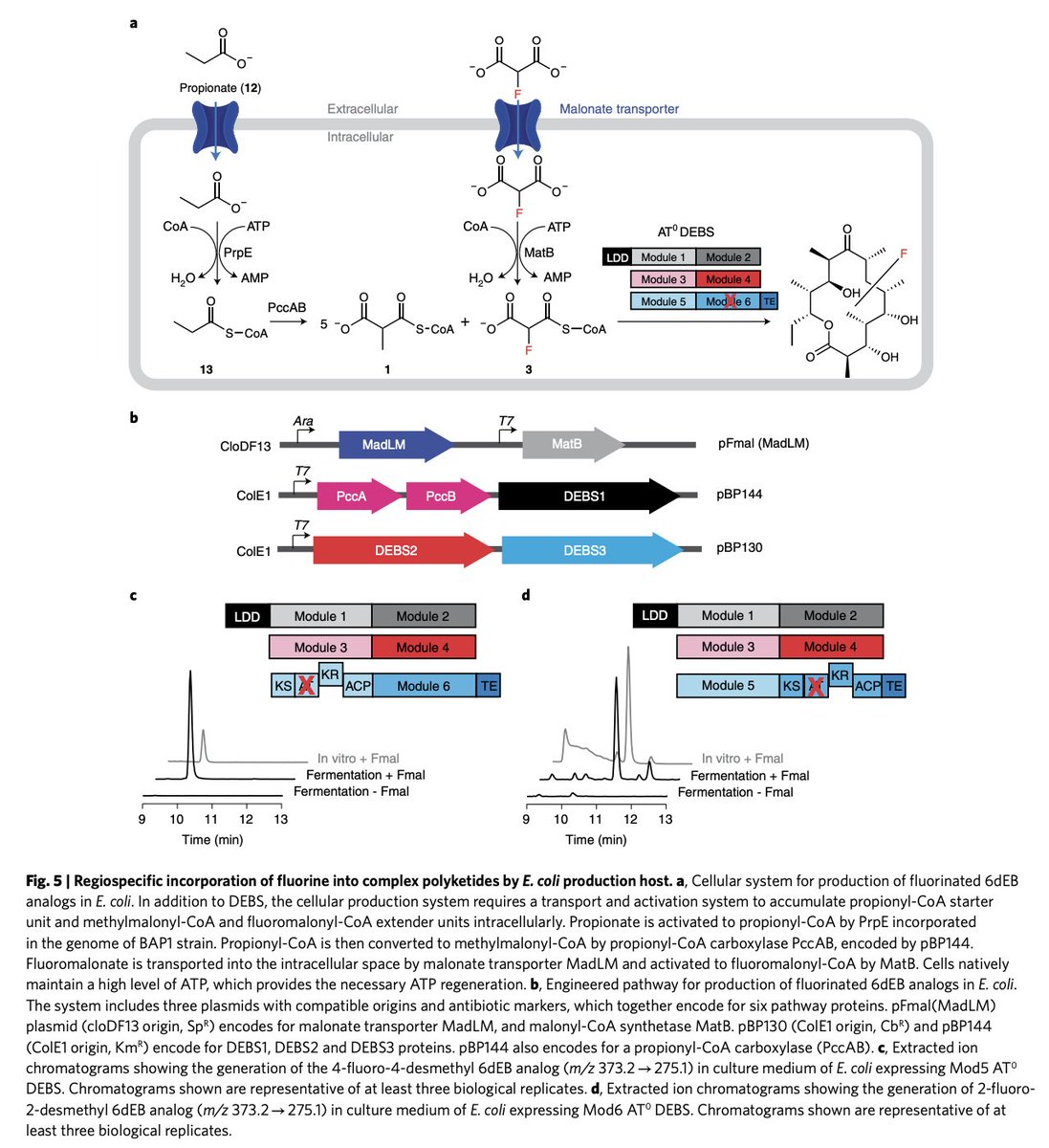 EnzymeChemistry's tweet photo. Engineering site-selective incorporation of fluorine into #polyketides by S. Sirirungruang, O. Ad, T. Privalsky, S. Ramesh, J. Sax, H. Dong, E. Baidoo, B, Amer, C. Khosla @Stanford_ChEMH @StanfordUChem, & M. Chang @MChangGroup @UCB_Chemistry in @nchembio https://t.co/Maq68x2GIF https://t.co/cUB9iKiqxR