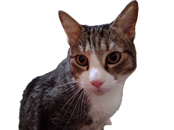 Benito expects you join BATS Writers Bootcamp now!!! 
He'll judge you otherwise 🤔🤔🤔
Pls, RT 
#HorrorCommunity  #amwriting #book #BookTwitter    #horror #Horror  #WritingCommunity