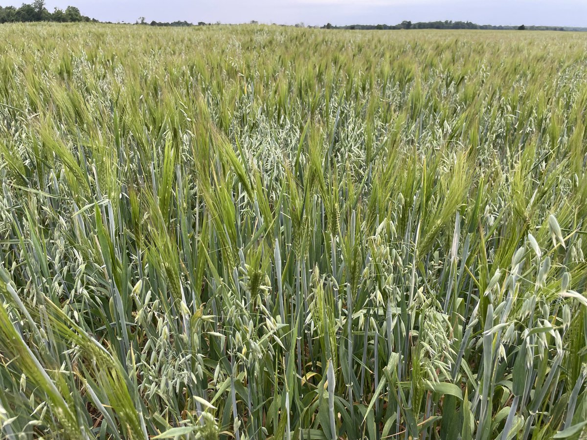 MollardSusan's tweet photo. These are the reproductive organs of the plant have some sensitivity man. Says Diggy Mollard.  #harvest2022 https://t.co/pOzDElqJCN
